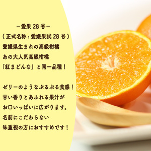 【2026年11月中旬頃から発送予定】愛果28号 (紅まどんな と同品種)  秀品 約1.5kg (贈答用化粧箱入り)  | 紅まどんな と同品種 あいか28号 みかん 蜜柑 mikan 檸檬 オレンジ 紅マドンナ と同品種 おれんじ かんきつ 愛媛県 松山市 ココオ Koko'o 【KK332】