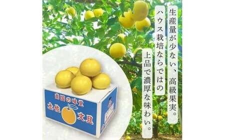 【先行予約】訳あり 温室土佐文旦 家庭用 5kg (8~12玉）〈2026年12月上旬から発送〉/文旦 ぶんたん ブンタン 土佐文旦 ハウス栽培 甘い 柑橘 フルーツ 果物 ご当地 産地直送 お取り寄せ【土佐文旦の藤岡】 [BQBJ005]