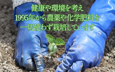 【令和8年産先行予約】本場鶴岡市白山産 冨樫藤左エ門のだだちゃ豆(早生甘露) 1.2kg (300g×4袋)　K-831
