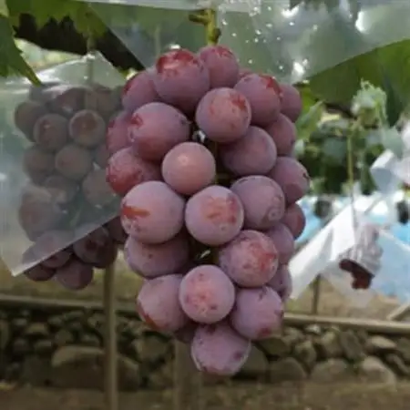 【2026年発送】数量限定ぶどう三色セット(クインニーナ、シャインマスカット、ピオーネ)2kg【配送不可地域：離島】【1670538】