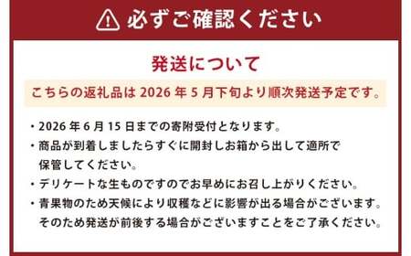 熊本県産 肥後グリーンメロン 2玉入り 【2026年5月下旬発送開始】 果物 メロン めろん