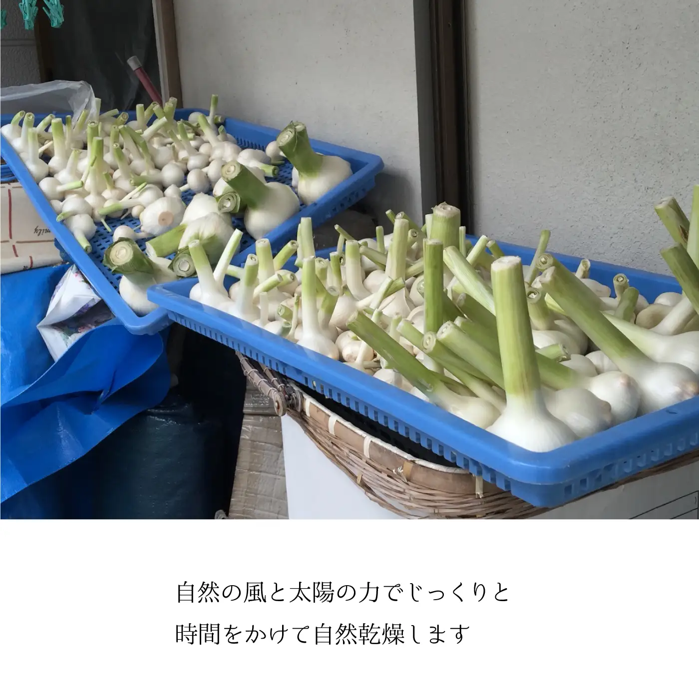 【先行予約】ひでちゃんのジャンボニンニク（バラ）1kg