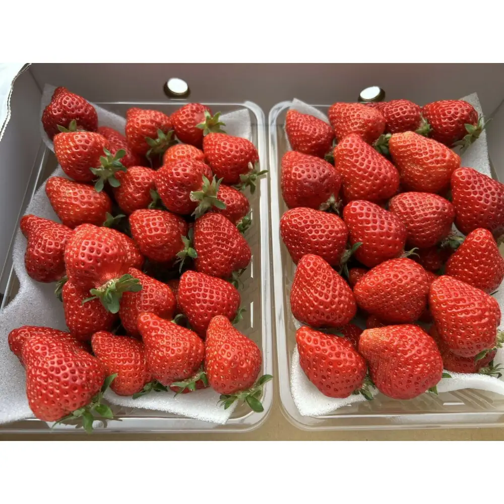 朝どり完熟あまおう盛り合わせ1000ｇ 福岡市志賀島産