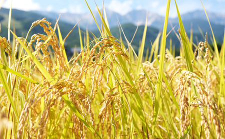 【令和7年産】夢しなの 精米 5kg