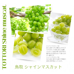 鳥取産 シャインマスカット 訳あり ご自宅用 2房