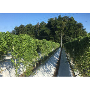 大田原産　自然薯（カット品）600ｇ［常温発送］