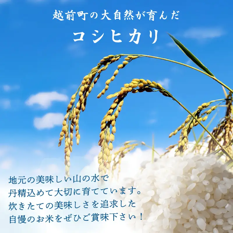 【令和7年産】お米 こしひかり 5kg（精米） 福井県産【人気品種】 [e47-a007]