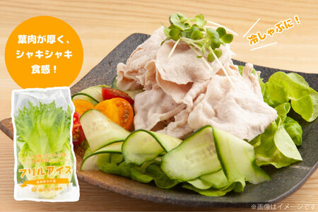 レタス 水耕栽培 4種 12袋 セット 12回 定期便 総計144袋 食べ比べ 詰め合わせ [モロフジファーム 長崎県 平戸市 hr42bgy420175]