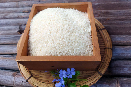 米 白米 ねしこ 棚田米 5kg 【期間限定発送】 [しげさん農園 長崎県 平戸市 hr42bgy420404]