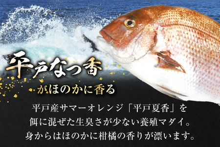 タイ 刺身 平戸なつ香 鯛 丸々 1匹 約2kg [（株）坂野水産 長崎県 平戸市 hr42bgy420108]