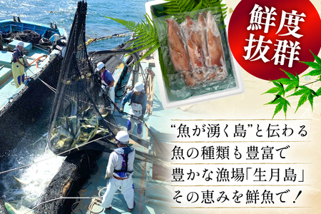 海鮮 魚介 イカ 4杯 1パック（冷凍） 12回 定期便 [舘浦漁協 長崎県 平戸市 hr42bgy420351]
