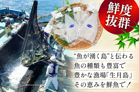 海鮮 魚介 イカ 2種盛り（胴体＋ エンペラ ・ ゲソ ） 3回 定期便 [舘浦漁協 長崎県 平戸市 hr42bgy420382]