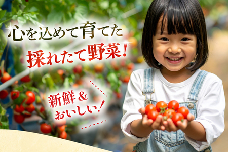 野菜 果物 ソムリエ厳選 地元野菜 果物 6回 定期便 [ひらど新鮮市場 長崎県 平戸市 hr42bgy400196]