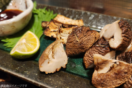 きのこ しいたけ きくらげ 椎茸菌床 生椎茸 生きくらげ セット 6回 定期便 [きのこ屋 長崎県 平戸市 hr42bgy410155]