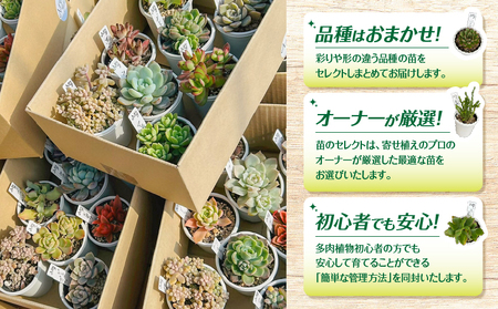 多肉植物 デビューセット KN169-001 植物