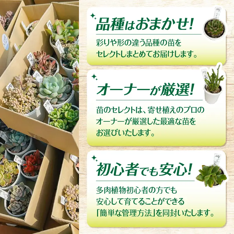 おまかせ 多肉植物 アソート 【 3種 】 KN169-002-01 植物