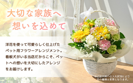 ペット用御供アレンジメント 1点 性別対応可能 【お花 フラワー アレジメント 花束 生花 花 洋花 ペット 愛犬 愛猫】 [A-20706]
