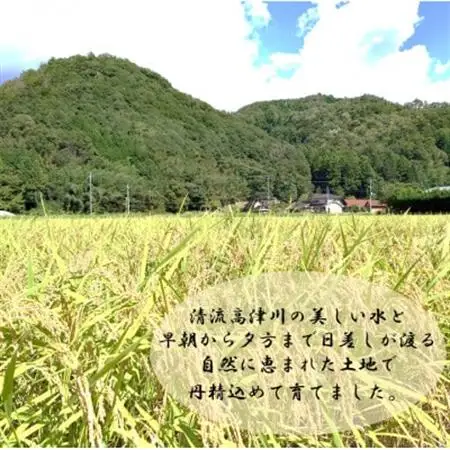令和7年産　吉賀町広石産きぬむすめ　清流高津川のお米　精米5kg【1679139】