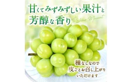 朝摘み！ シャインマスカット 秀品2房（約1.2kg）【2026年8月末から9月末順次発送予定】【kgr035】