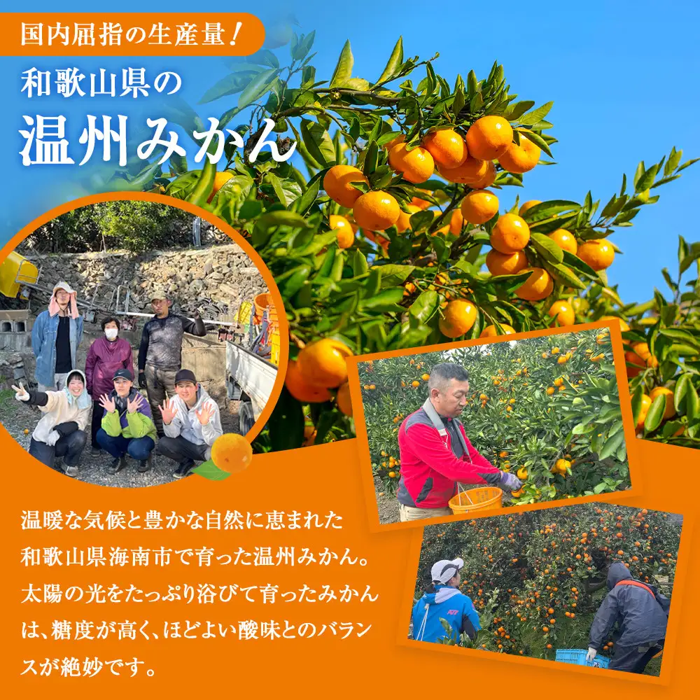 訳あり 温州みかん 約5kg 2S～2Lサイズ混合［2026年11月より順次発送予定］