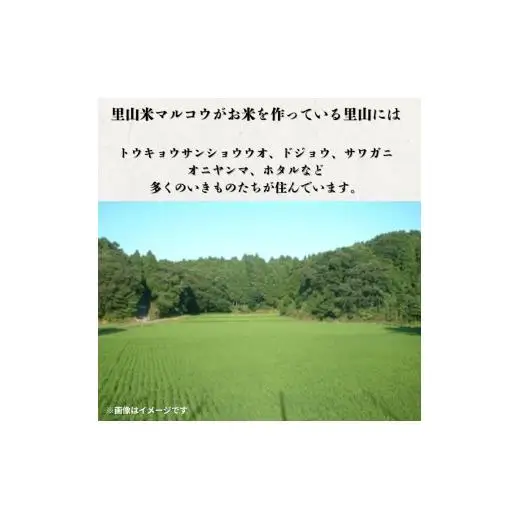 里山米マルコウ　にじのきらめき　5kg　精米／ 米 こめ コメ お米 おこめ にじのきらめき 令和7年産 白米 精米 ごはん ご飯 5kg 千葉県 匝瑳市 送料無料