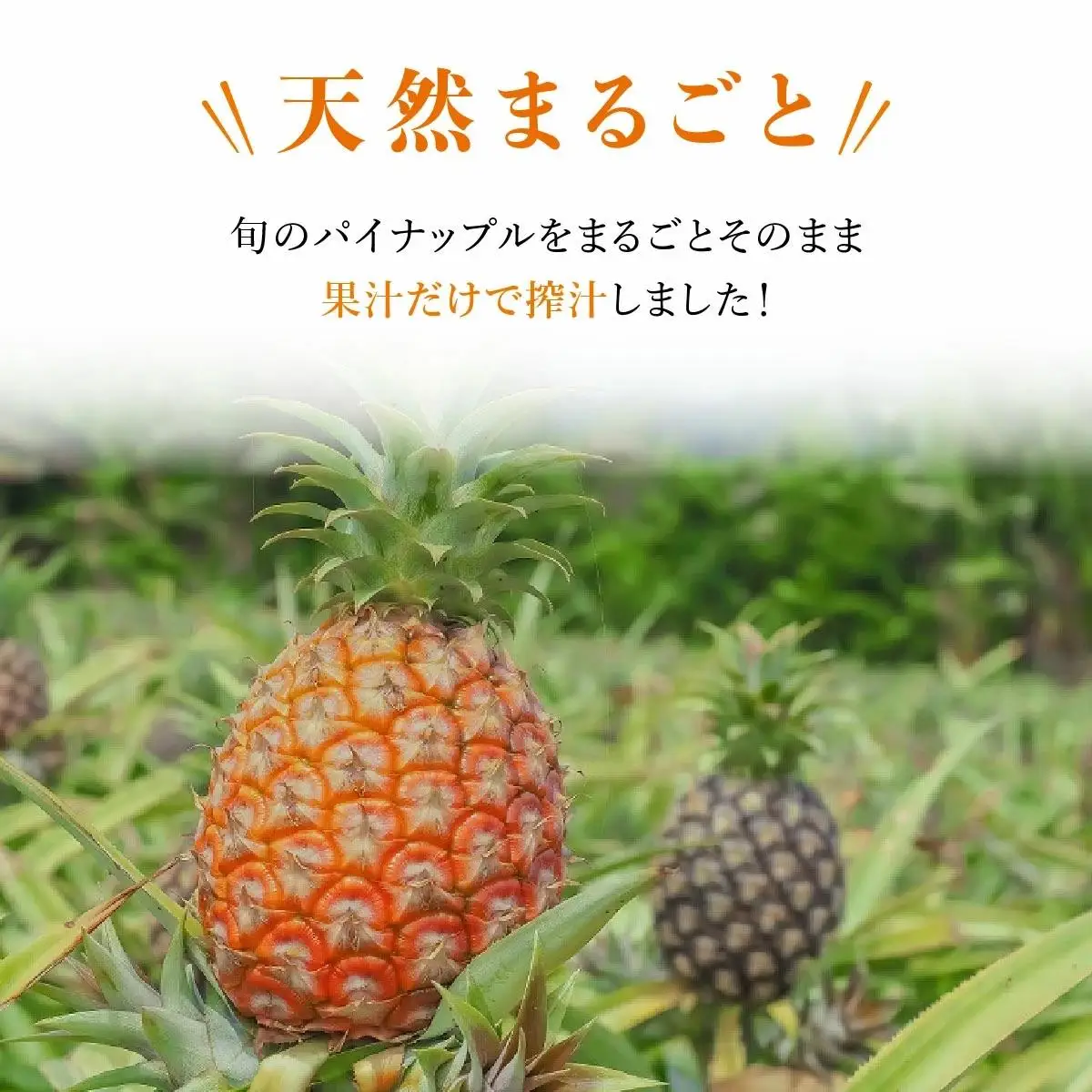 完熟生パイナップル冷凍ピューレ200ml×18本セット
