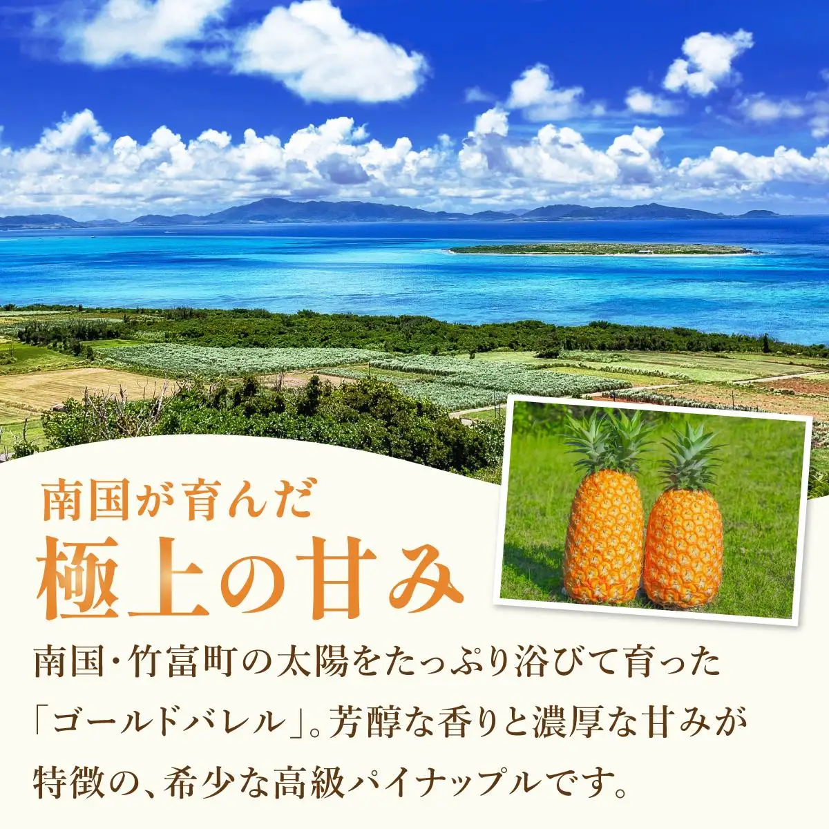 パイナップルの最高峰ゴールドバレル1.5kg(1玉)