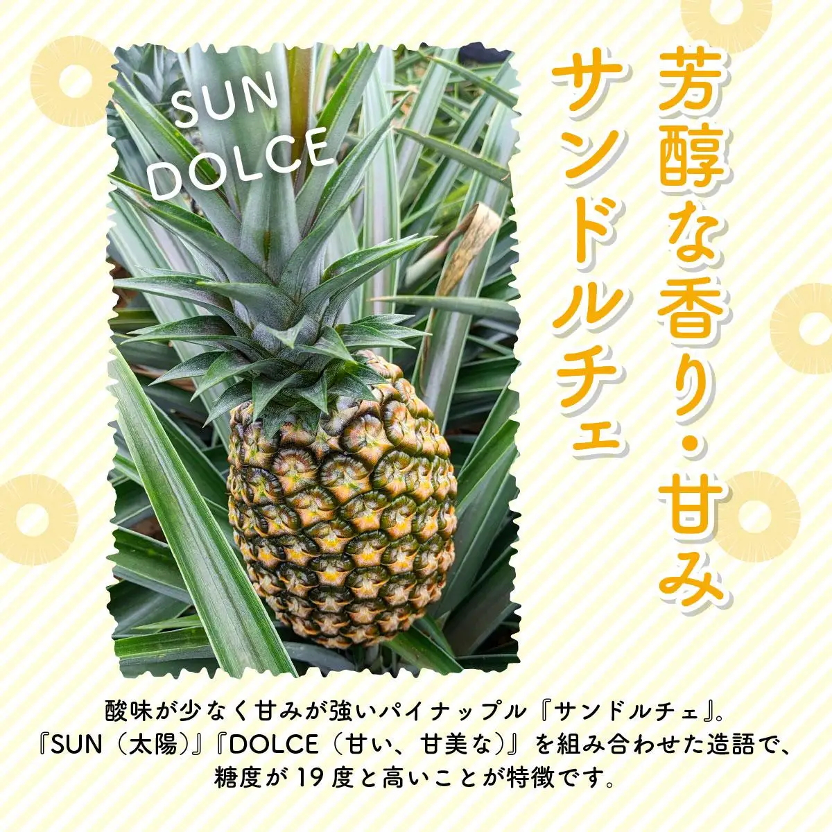 サンドルチェ 約2.5kg（2～3玉）