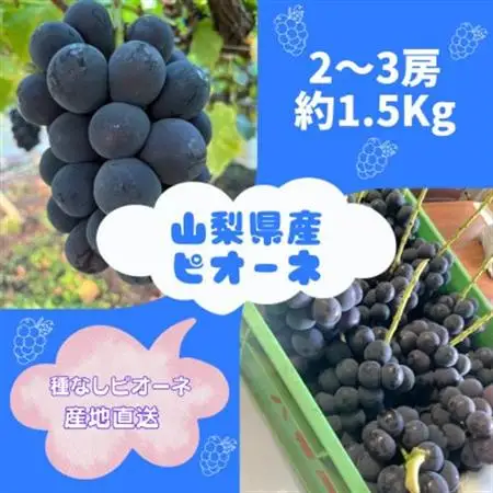 【発送月固定定期便】旬のピオーネ+シャインマスカット2～3房(約1.5kg)全2回【配送不可地域：離島】【4075417】
