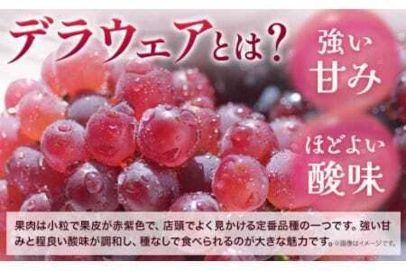 デラウェア 厳選デラウェア 約500g
