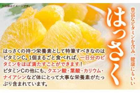 はっさく八朔 約9kg