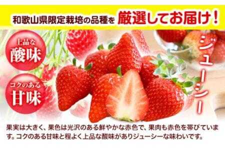 【先行予約】いちご まりひめ 約500g (250g×2パック) 