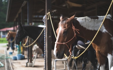 体験乗馬と冬の裸馬騎乗 ペアチケット（11～3月実施） 乗馬体験 チケット ペア ペアチケット 乗馬 裸馬 自然 初心者も安心 11月～3月実施 体験 馬 騎乗 [h034]