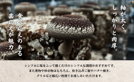 【先行予約・訳あり】椎茸 肉厚生椎茸 1㎏ | 津久見市