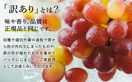 【2026年先行予約】数量限定 訳あり 豊岡ぶどう「紫苑」 約300g×6パック／ 紫苑  しえん ブドウ 葡萄 訳ありぶどう 大粒 強い甘み 爽やかな酸味 新鮮 果物 産地直送 くだもの フルーツ 上品 香り