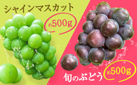 【2026年発送】シャインマスカット ぶどう 岡山県産 シャインマスカットと旬のぶどうセット 約1kg 2房 Grapes garden goat《2026年8月中旬～10月上旬頃に出荷予定(土日祝除く)》岡山県矢掛町 葡萄 果物 優品 スイーツ フルーツ デザート