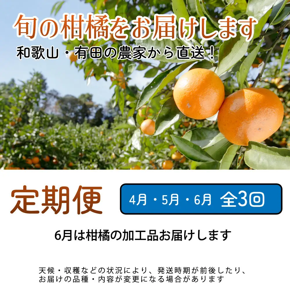 家庭用 柑橘定期便M（4～6月）全3回 ［IKE311］