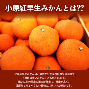 先行予約 小原紅早生みかん 約3kg みかん