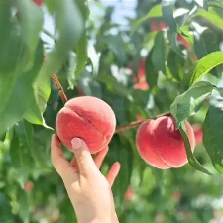 ◆2026年発送◆産地直送 桃の里よりお届け!旬の桃 5～8玉(約2kg)【配送不可地域：離島】【1678180】