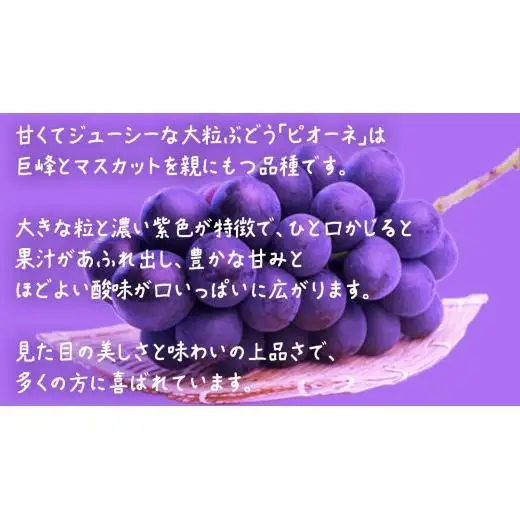 【 お中元 熨斗付き 】 ピオーネ ４房 【2026年8月上旬発送開始】(茨城県共通返礼品：大子町)