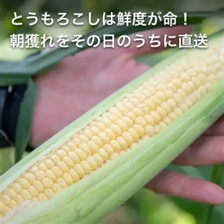 【訳あり】朝採れ 八ヶ岳生とうもろこし はねだし10本(約3kg)〈26年7月～9月下旬発送予定〉【配送不可地域：離島】【1678265】