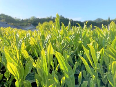 南信州産茶葉100％ 信州若蒸し茶 一番茶