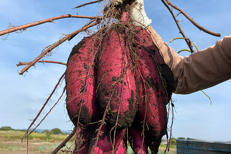 訳あり品！茨城県産熟成べにはるか 約5kg さつまいも サツマイモ 芋 いも 茨城県 那珂市 B15-005