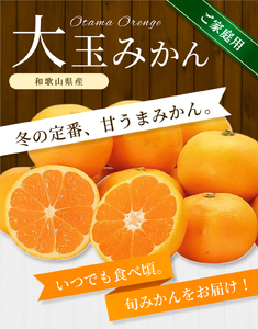大玉みかん 約7kg 【家庭用】 森本農園の手選別 和歌山県産 【BV-mrmt070】