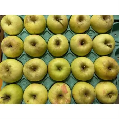 シャキシャキ!サクサク!シナノゴールド 家庭用 約5kg【1660785】