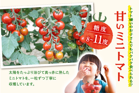 農園直送 つぶより ミニトマト 1kg入り│トマト プチトマト 甘い 野菜 産地直送 愛知県 東浦町