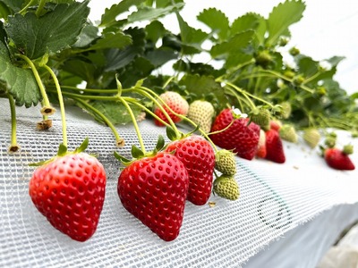 藤井悦雄さん生産の いちご 8パック [ フルーツ 果物 イチゴ 苺 ] ジャム ストロベリー 