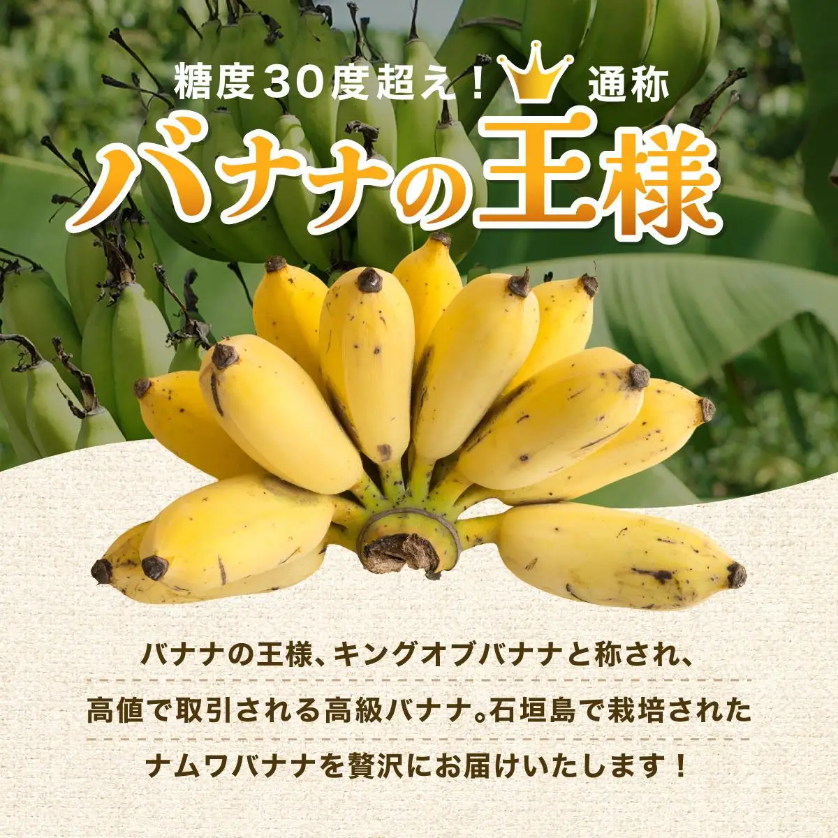 石垣島産 希少な国産『ナムワバナナ』を贅沢に1房丸ごと約1kg（8-12本） TF-101_R8