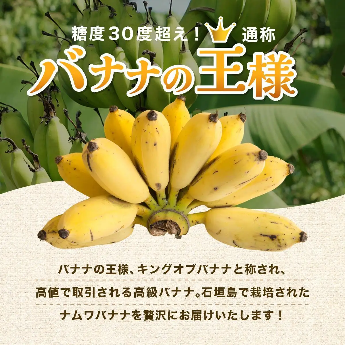 石垣島産 希少な国産『ナムワバナナ』を贅沢に1房丸ごと約1.5-2kg（12-20本） TF-102_R8