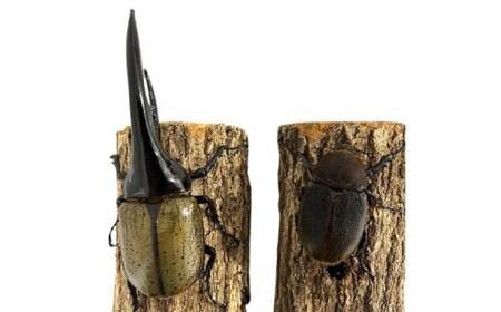 ヘラクレスオオカブト 成虫ペア オス（150mm台）メス（60mm以上） / ヘラクレス カブトムシ 昆虫 真庭市 【hrkrs001-01】